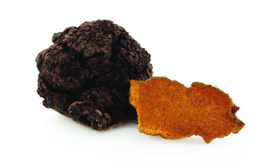 Vitalpilzportrait – Chaga: ein Schatz aus der Natur für Gesundheit und Wohlbefinden