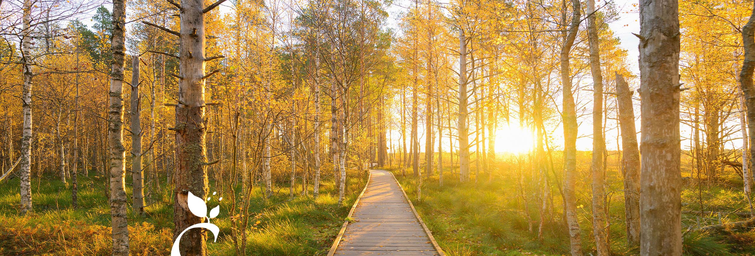 Sonniger Bohlenweg im lichten Birkenwald Sonniger Bohlenweg im lichten Birkenwald