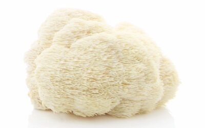 Vitalpilzportrait – Hericium: Auf das gute Bauchgefühl hören