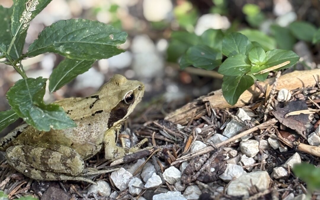 Frosch
