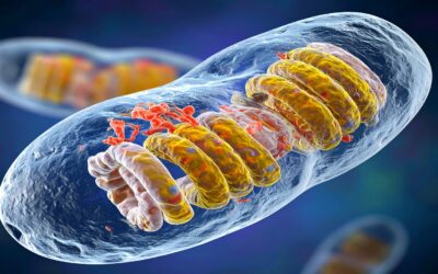 Mitochondrien – Kraftwerke des Lebens