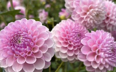 Perfetto – Perfektionismus wohin wir schauen