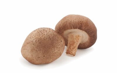 Shiitake – Unterstützer für die innere Mitte