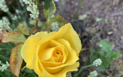 „Das Geschenk“ von Dr. Edith Eger – Wie wir vom Opfer zu Überlebenden werden