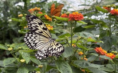 Wie der Flügelschlag eines Schmetterlings